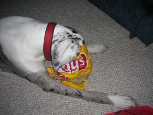 dog with potato chips